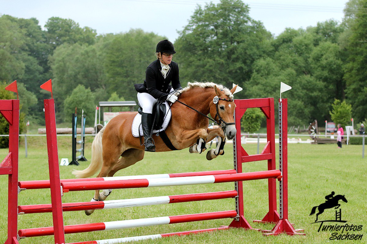 Stella auf Hafflinger im Parcours