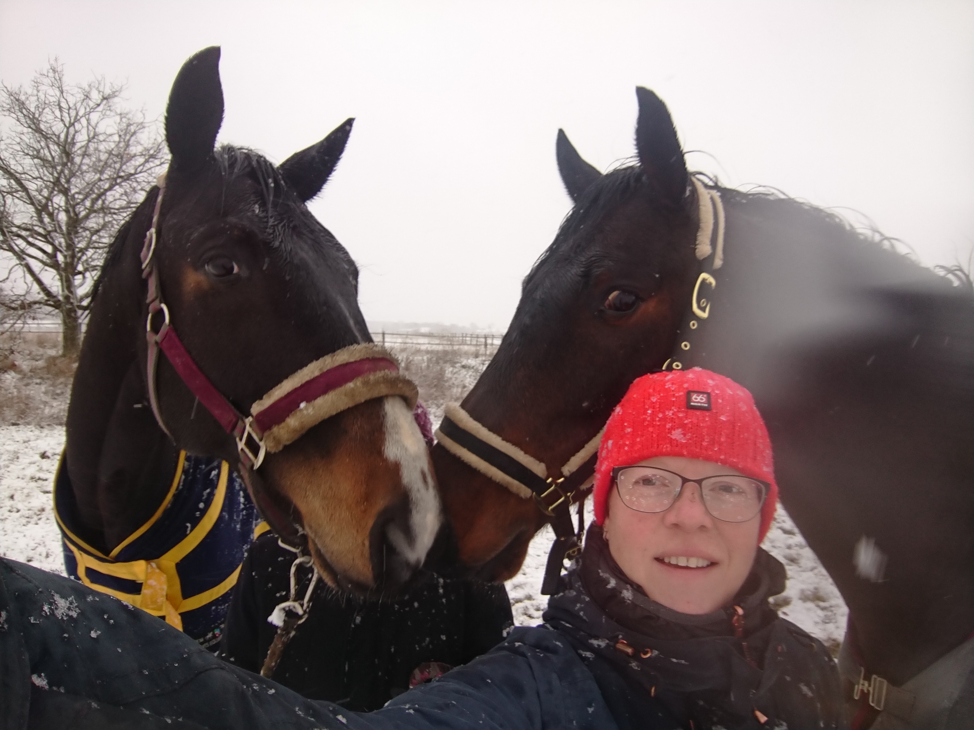 Stella im Winter